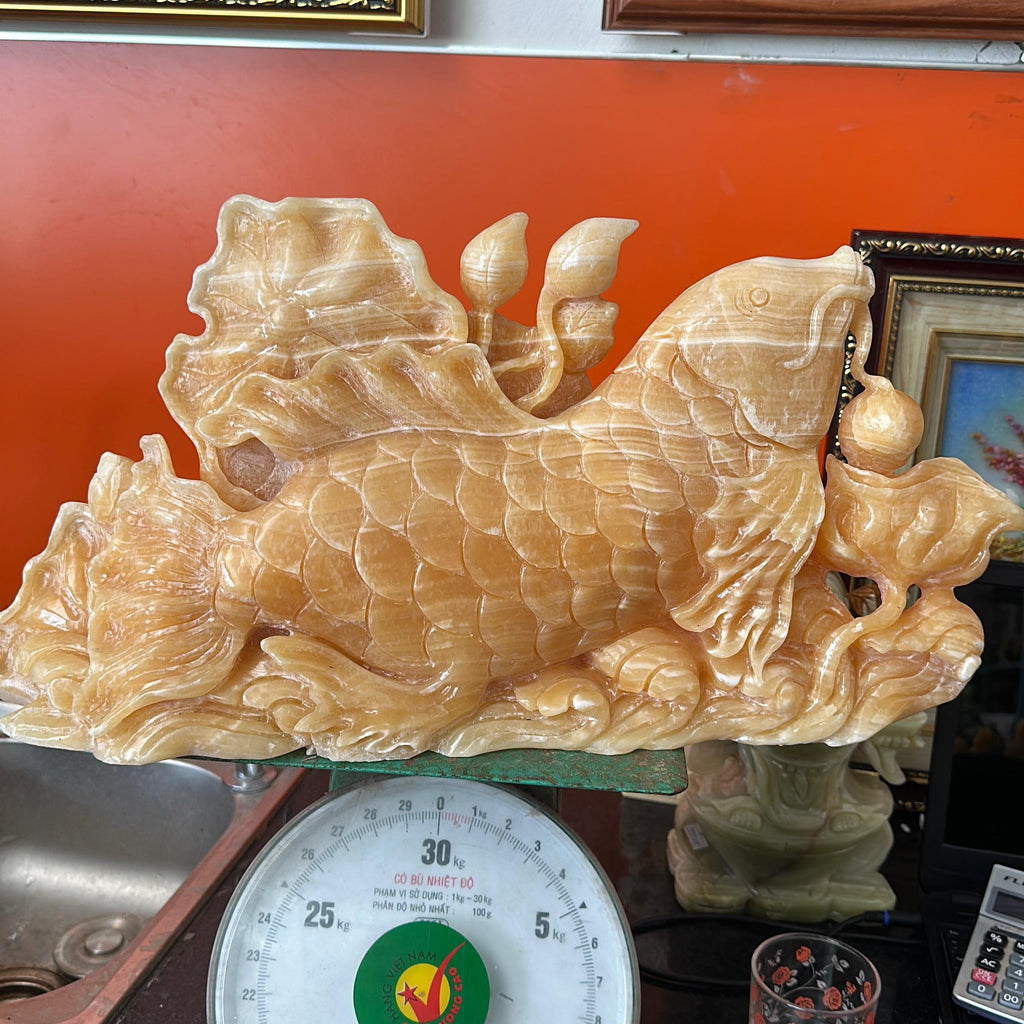 CÁC CHÉP TRẦU ĐÀI SEN