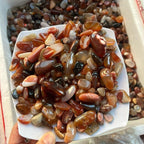 Mã Não đỏ - Trang trí đẹp mắt
