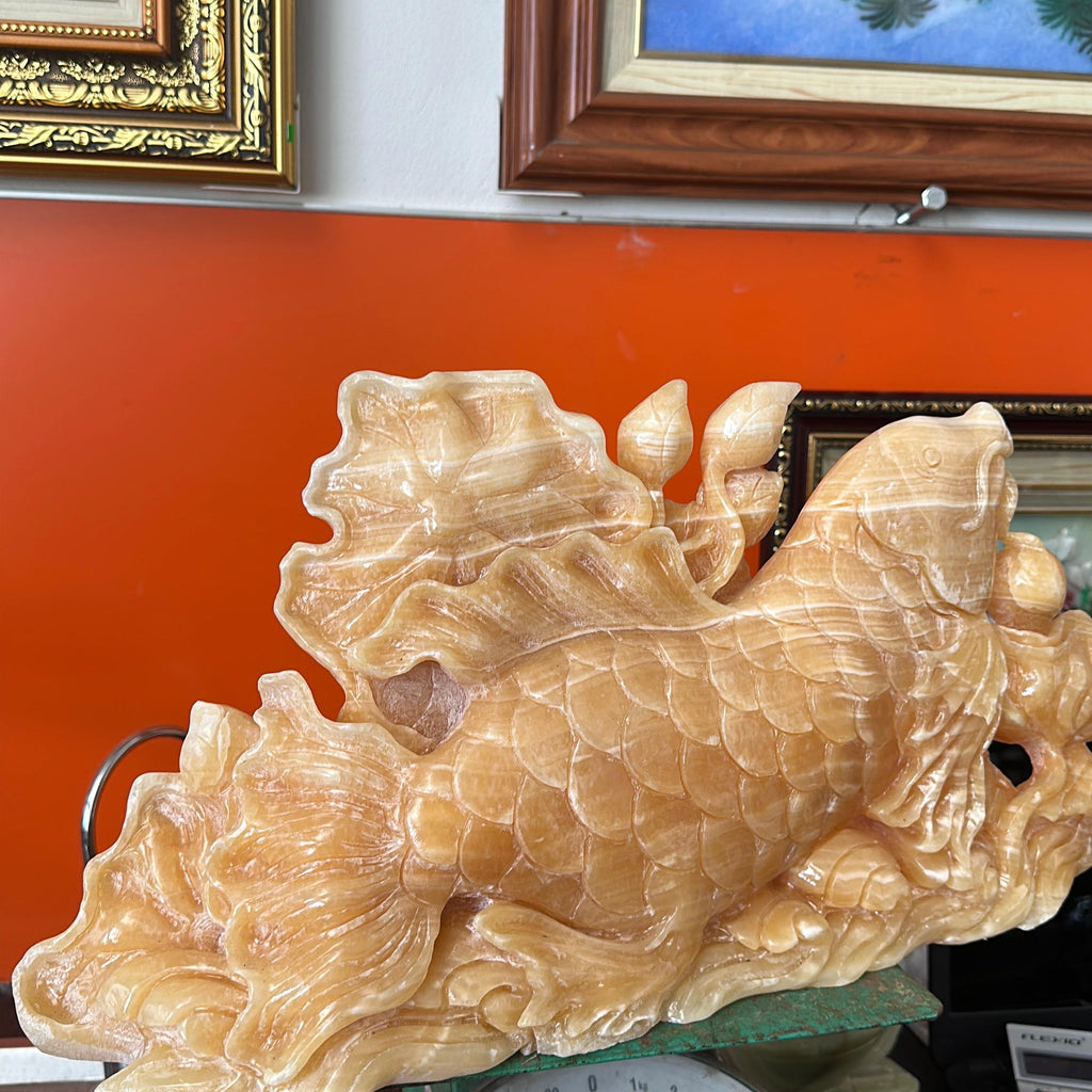CÁC CHÉP TRẦU ĐÀI SEN