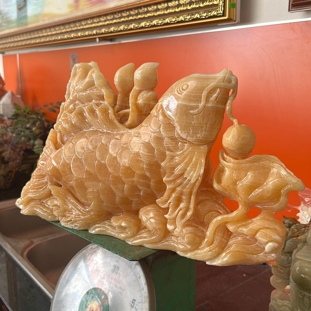 CÁC CHÉP TRẦU ĐÀI SEN