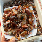 Mã Não đỏ - Trang trí đẹp mắt